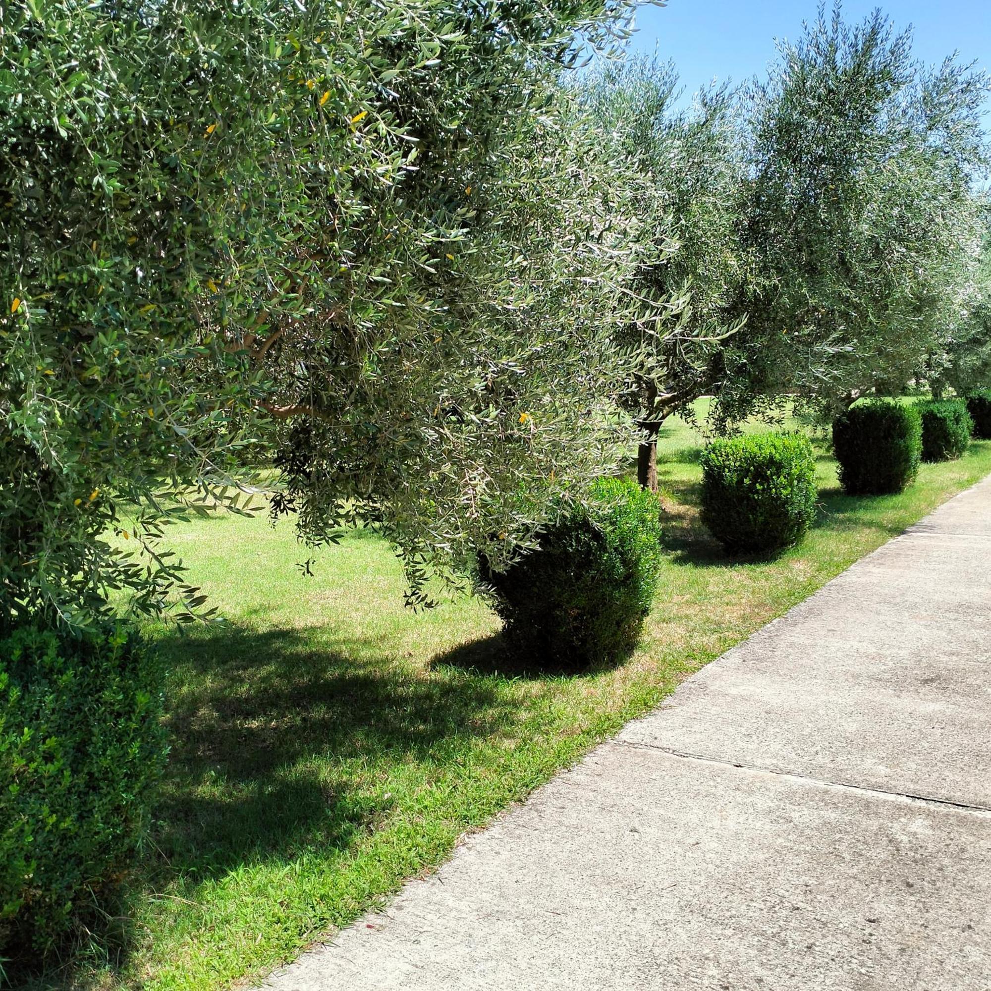 Olive Apartment Подгорица Экстерьер фото